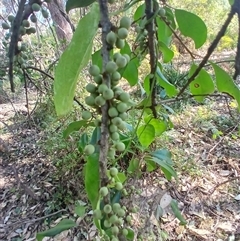 Myrsine howittiana (Brush Muttonwood) at Cuttagee, NSW - 20 Sep 2024 by plants