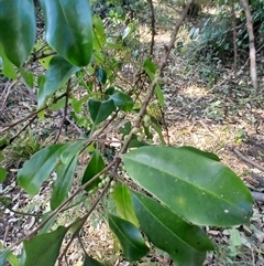 Myrsine howittiana at Cuttagee, NSW - 21 Sep 2024