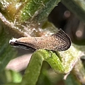 Tinea monophthalma at Ainslie, ACT - 24 Sep 2024