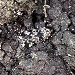 Barea codrella (A concealer moth) at Ainslie, ACT - 24 Sep 2024 by Pirom