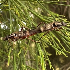 Ectinorhynchus variabilis (A Stiletto Fly) at Ainslie, ACT - 24 Sep 2024 by Pirom