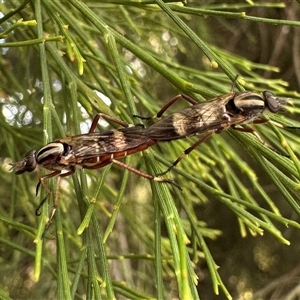 Ectinorhynchus variabilis at Ainslie, ACT - 24 Sep 2024