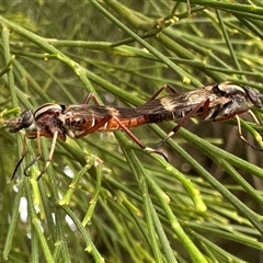 Ectinorhynchus variabilis at Ainslie, ACT - 24 Sep 2024