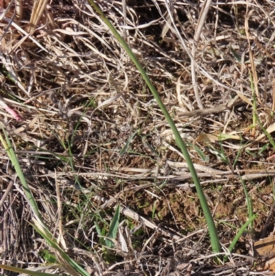 Microtis sp. (Onion Orchid) at Harrison, ACT - 7 Aug 2024 by AndyRoo