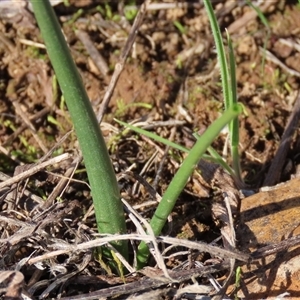 Microtis sp. at Harrison, ACT - 7 Aug 2024