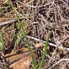 Wurmbea dioica subsp. dioica at Harrison, ACT - 7 Aug 2024 by AndyRoo