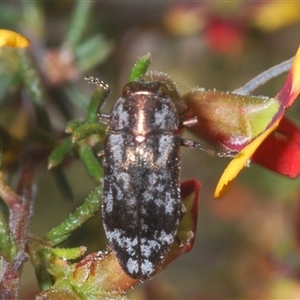 Diphucrania acuducta at O'Connor, ACT - 23 Sep 2024