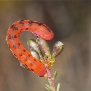 Capusa cuculloides at O'Connor, ACT - 22 Sep 2024