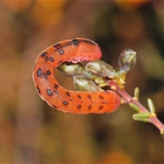 Capusa cuculloides at O'Connor, ACT - 22 Sep 2024