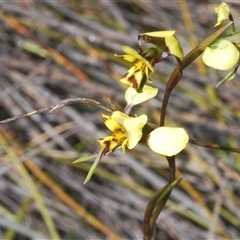 Diuris nigromontana (Black Mountain Leopard Orchid) at O'Connor, ACT - 23 Sep 2024 by Harrisi