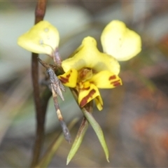 Diuris nigromontana at O'Connor, ACT - 23 Sep 2024