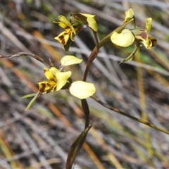 Diuris nigromontana at O'Connor, ACT - 23 Sep 2024