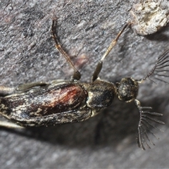 Ptilophorus sp. (genus) (Wedge-shaped beetle) at O'Connor, ACT - 23 Sep 2024 by Harrisi