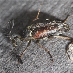 Ptilophorus sp. (genus) at O'Connor, ACT - 23 Sep 2024 12:19 PM