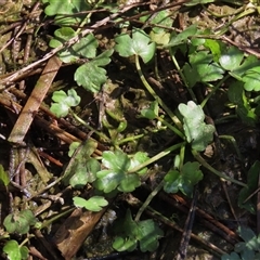 Hydrocotyle sp. at Harrison, ACT - 4 Sep 2024 by AndyRoo