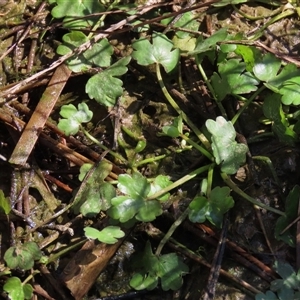 Hydrocotyle sp. at Harrison, ACT - 4 Sep 2024