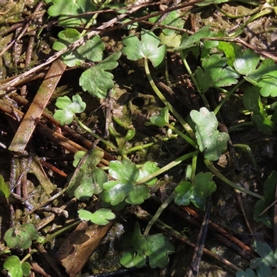 Hydrocotyle sp. at Harrison, ACT - 4 Sep 2024 by AndyRoo