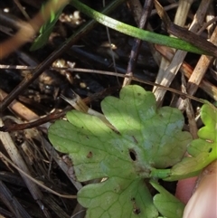 Hydrocotyle sp. at Harrison, ACT - 4 Sep 2024