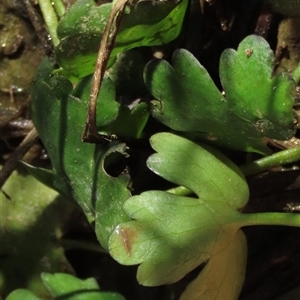 Hydrocotyle sp. at Harrison, ACT - 4 Sep 2024