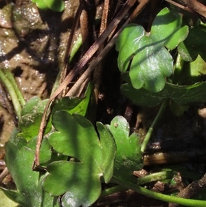 Hydrocotyle sp. at Harrison, ACT - 4 Sep 2024