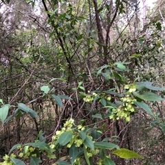 Dodonaea triquetra (Large-leaf Hop-Bush) at Kungala, NSW - 24 Sep 2024 by donnanchris