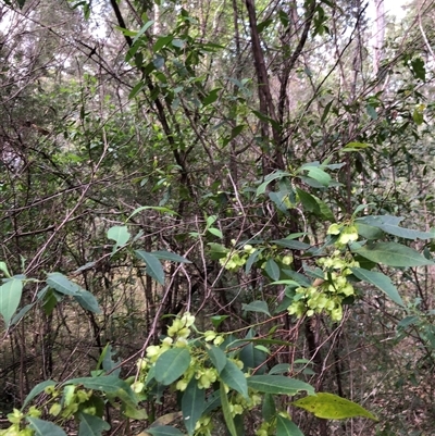 Dodonaea triquetra (Large-leaf Hop-Bush) at Kungala, NSW - 24 Sep 2024 by donnanchris
