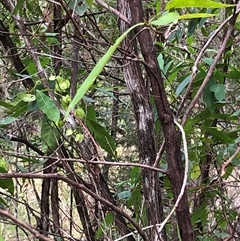 Dodonaea triquetra at Kungala, NSW - 24 Sep 2024 01:48 PM