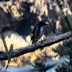 Phylidonyris pyrrhopterus (Crescent Honeyeater) at Tathra, NSW - 23 Sep 2024 by MattYoung