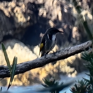 Phylidonyris pyrrhopterus at Tathra, NSW - 24 Sep 2024