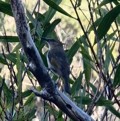 Phylidonyris pyrrhopterus at Tathra, NSW - 24 Sep 2024