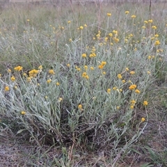 Chrysocephalum apiculatum (Common Everlasting) at Hume, ACT - 10 Feb 2024 by MichaelBedingfield