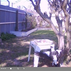 Gymnorhina tibicen (Australian Magpie) at North Albury, NSW - 17 Sep 2024 by Darcy