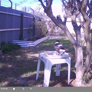 Gymnorhina tibicen at North Albury, NSW - suppressed