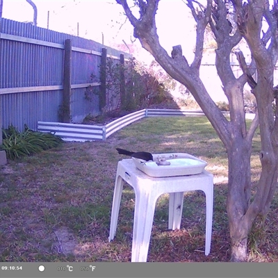 Rhipidura leucophrys (Willie Wagtail) at North Albury, NSW - 18 Sep 2024 by Darcy