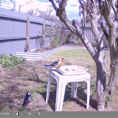 Platycercus elegans flaveolus (Yellow Rosella) at North Albury, NSW - 19 Sep 2024 by Darcy