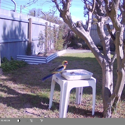 Platycercus elegans flaveolus (Yellow Rosella) at North Albury, NSW - 23 Sep 2024 by Darcy