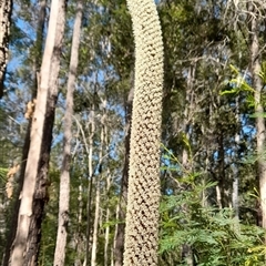 Xanthorrhoea johnsonii at Gibberagee, NSW - 24 Sep 2024 by Bungybird