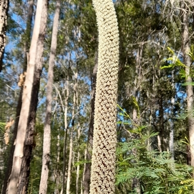 Xanthorrhoea johnsonii at Gibberagee, NSW - 25 Sep 2024 by Bungybird