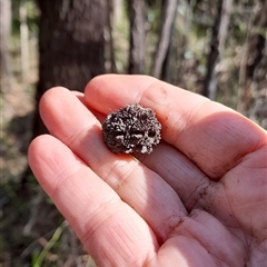 Allocasuarina verticillata at Gibberagee, NSW - 24 Sep 2024 by Bungybird