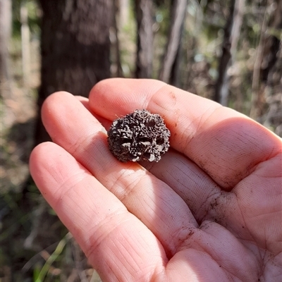 Allocasuarina verticillata at Gibberagee, NSW - 25 Sep 2024 by Bungybird