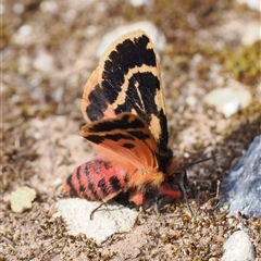 Ardices curvata (Crimson Tiger Moth) at Kenny, ACT - 24 Sep 2024 by RAllen