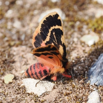 Ardices curvata (Crimson Tiger Moth) at Kenny, ACT - 24 Sep 2024 by RAllen