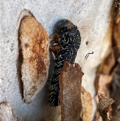 Perga sp. (genus) (Sawfly or Spitfire) at Kenny, ACT - 24 Sep 2024 by RAllen