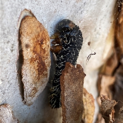 Perginae sp. (subfamily) (Unidentified pergine sawfly) at Kenny, ACT - 24 Sep 2024 by RAllen