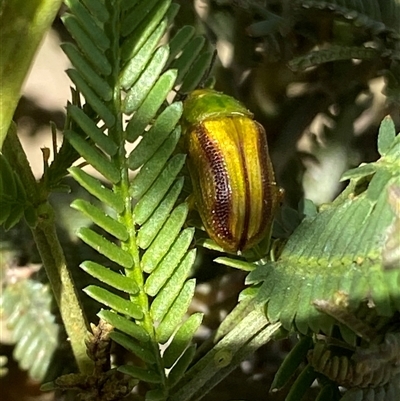 Calomela juncta (Leaf beetle) at Kenny, ACT - 24 Sep 2024 by RAllen