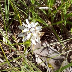 Wurmbea dioica subsp. dioica (Early Nancy) at Mount Eliza, VIC - 13 Sep 1997 by Jase