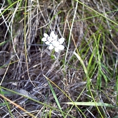 Wurmbea dioica subsp. dioica at Mount Eliza, VIC - 14 Sep 1997