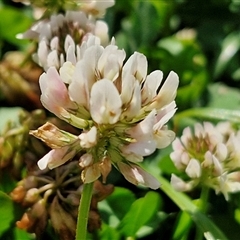 Trifolium repens at Moreton Island, QLD - 24 Sep 2024 by trevorpreston