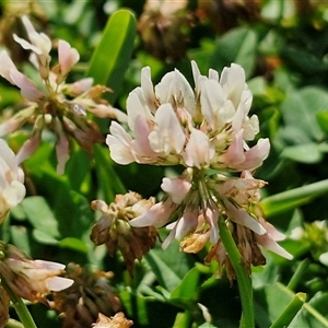 Trifolium repens at Moreton Island, QLD - 25 Sep 2024