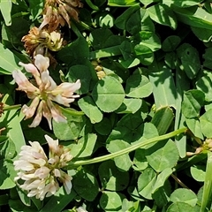 Trifolium repens at Moreton Island, QLD - 25 Sep 2024